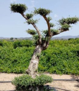 Bonsai Pompon