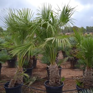 Chamaerops Humilis