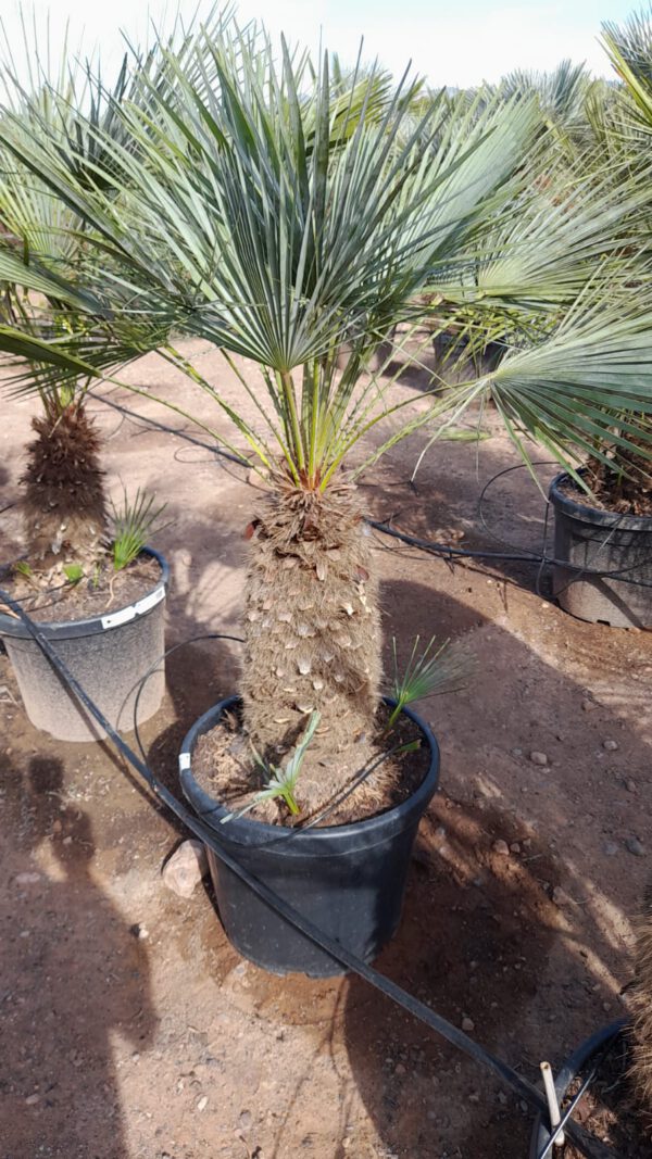 CHC45 Chamaerops Humilis Cerífera Simple trunk de 30/50  ↕