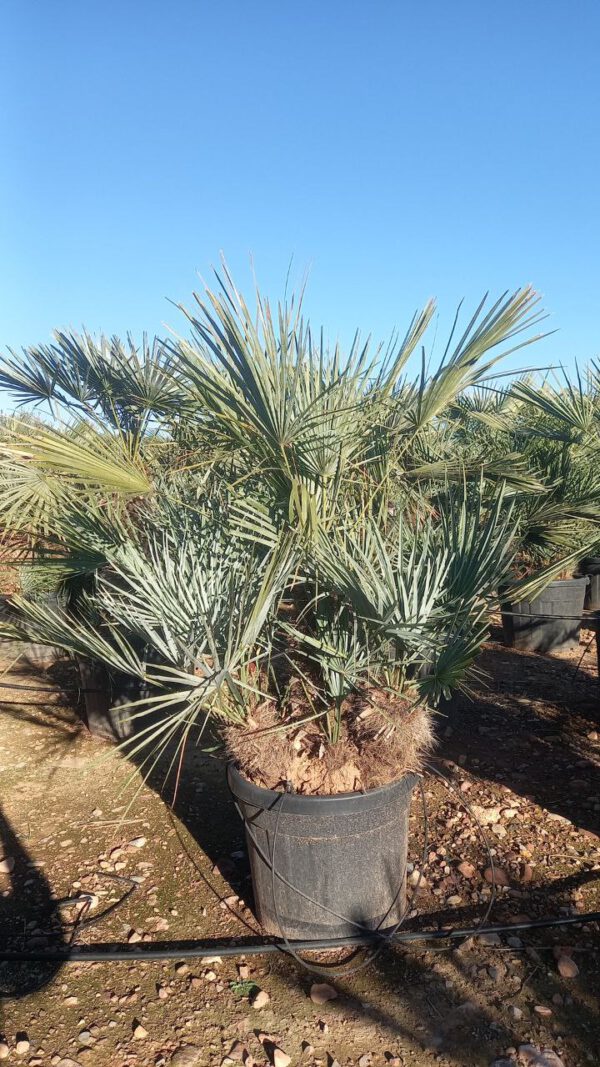 CHCM45 Chamaerops Humilis Cerífera Multitrunk de 30/50  ↕