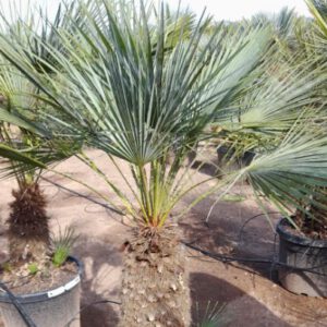 Chamaerops Humilis Cerífera