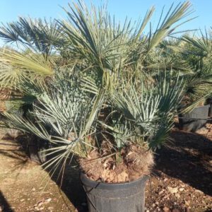 Chamaerops Humilis Cerífera Ejemplares