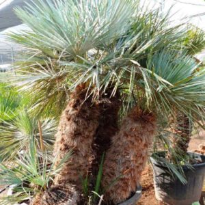 Chamaerops Humilis Cerífera Multitronco