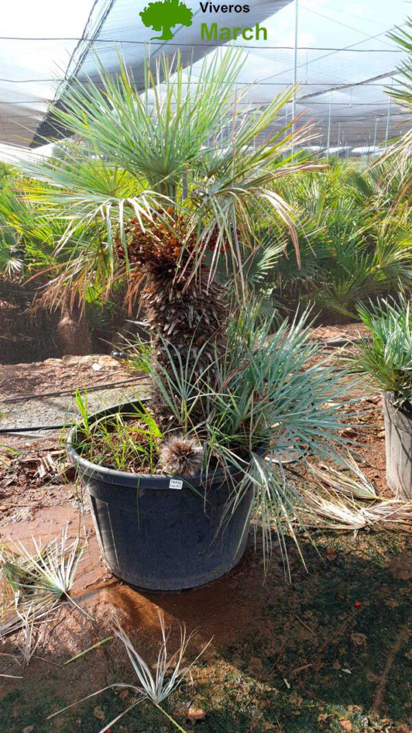 CHCR1 Chamaerops Humilis Cerífera specimen de 70/90 ↕