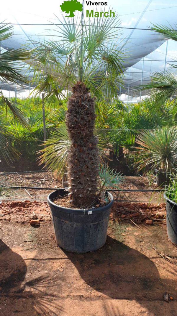 CHCR3 Chamaerops Humilis Cerífera specimen de 110/130 ↕