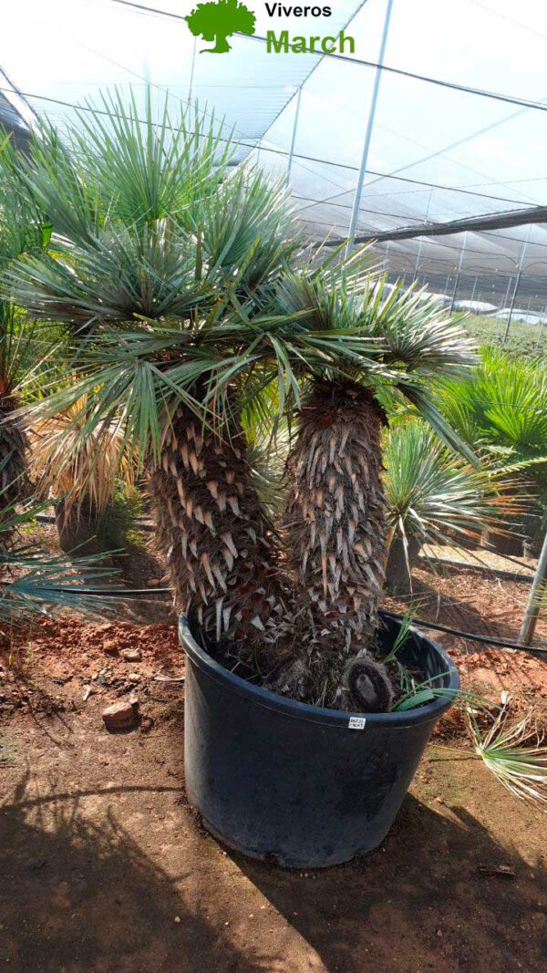 CHCR5 Chamaerops Humilis Cerífera specimen de 150/170 ↕