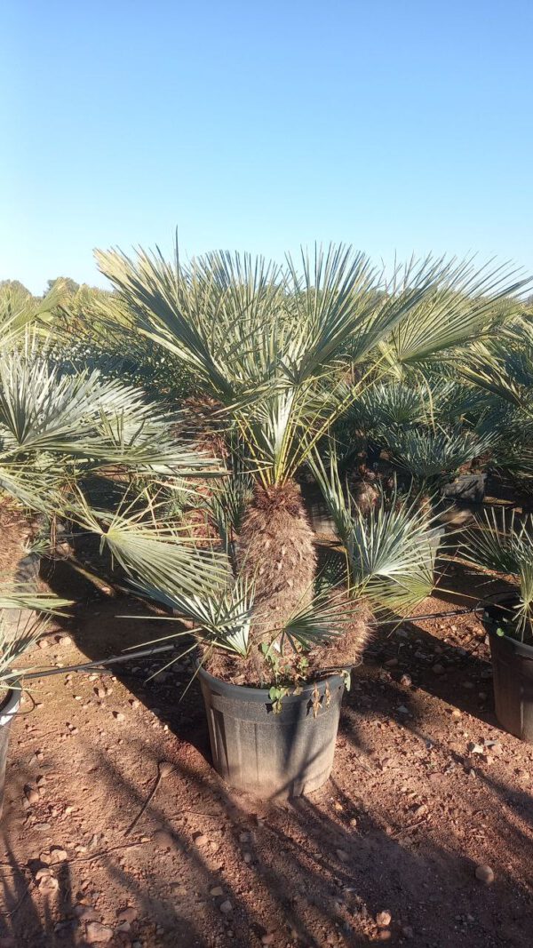 CHCM70 Chamaerops Humilis Cerífera Multitrunk de 40/70  ↕