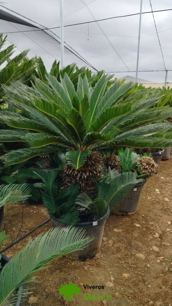 CY60 Cycas Revoluta - de 60/70 ↕