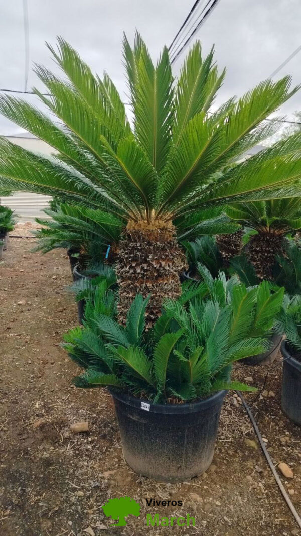 CY80 Cycas Revoluta - de 80/90 ↕