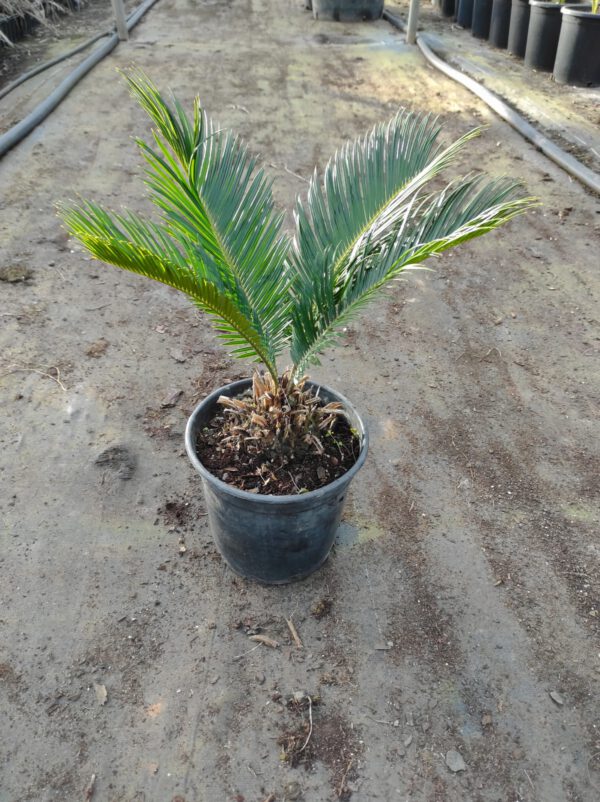 CY03 Cycas Revoluta - de  -