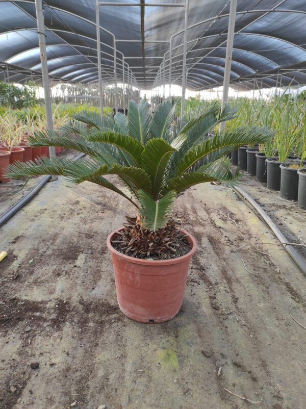 CY10 Cycas Revoluta - de  -