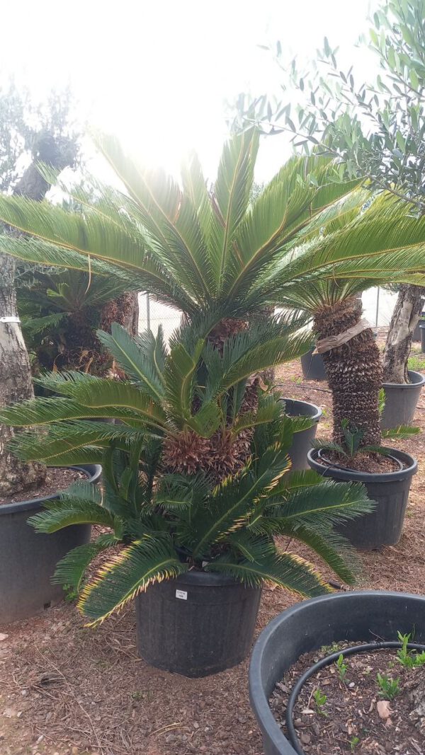 CY100 Cycas Revoluta - de 100/110 ↕