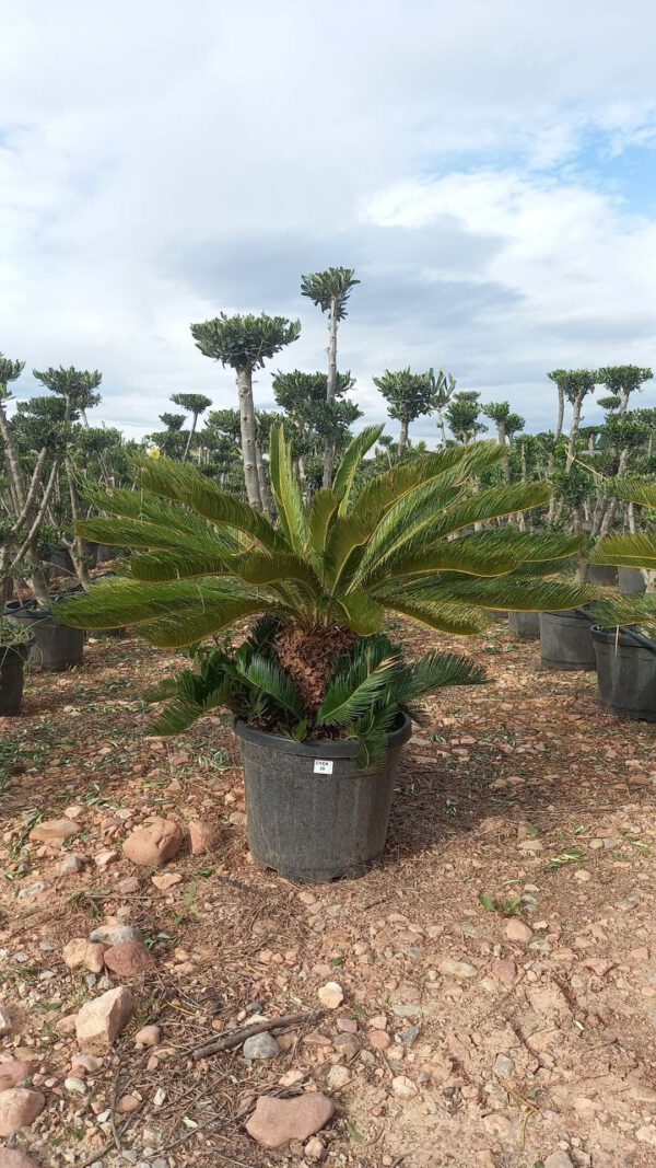 CY25 Cycas Revoluta - de 25/30 ↕