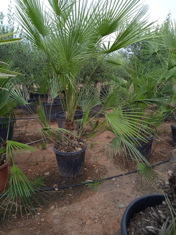 CH30 Chamaerops Humilis Simple trunk de 20/30 ↕