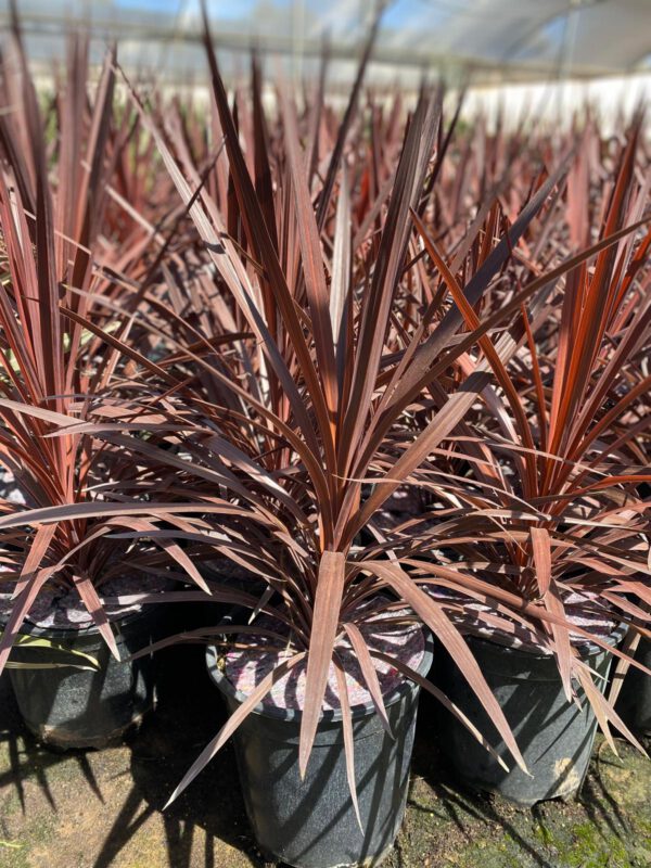 DRA5R Dracaena indivisa Red Star Simple trunk de -