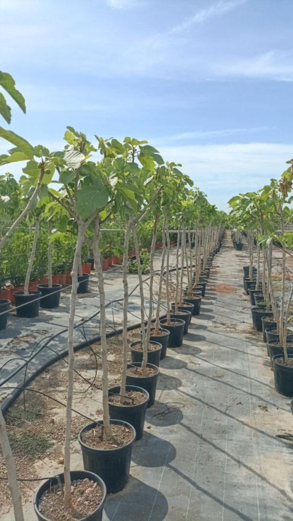 FC06N Ficus carica Black -Napolitaine de 06/08 Ø