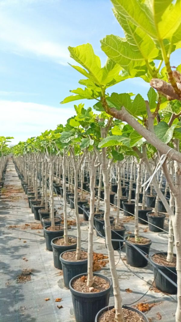 FC10N Ficus carica Black -Napolitaine de 10/12 Ø