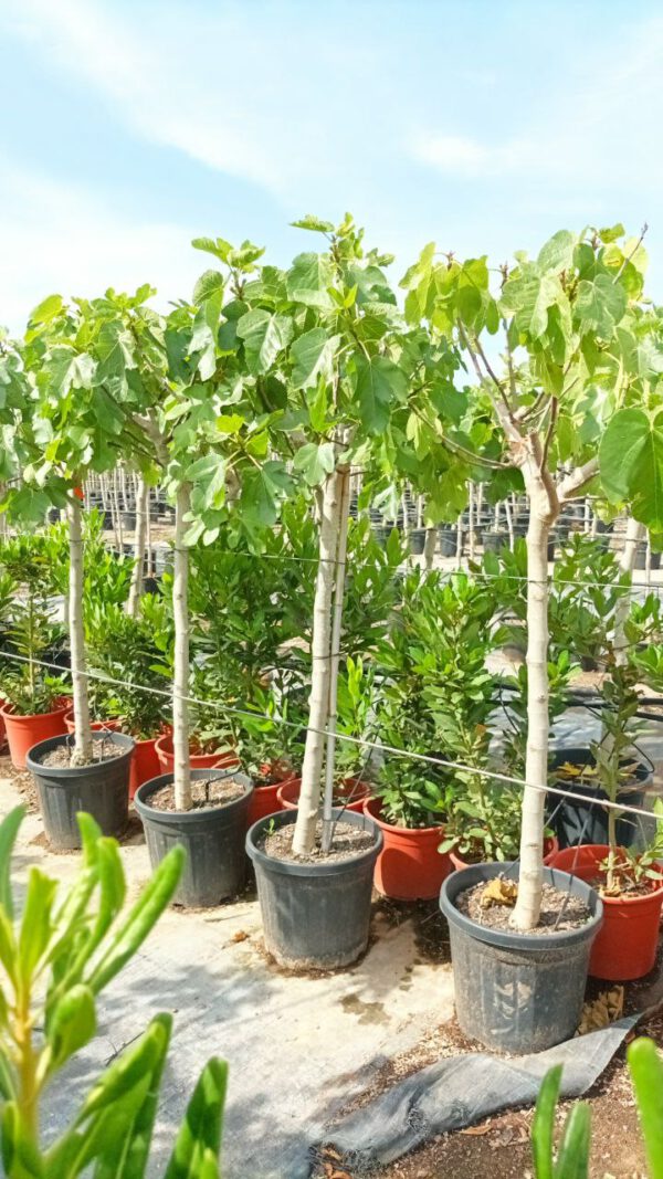 FC12B Ficus carica White -Goutte miel de 12/14 Ø