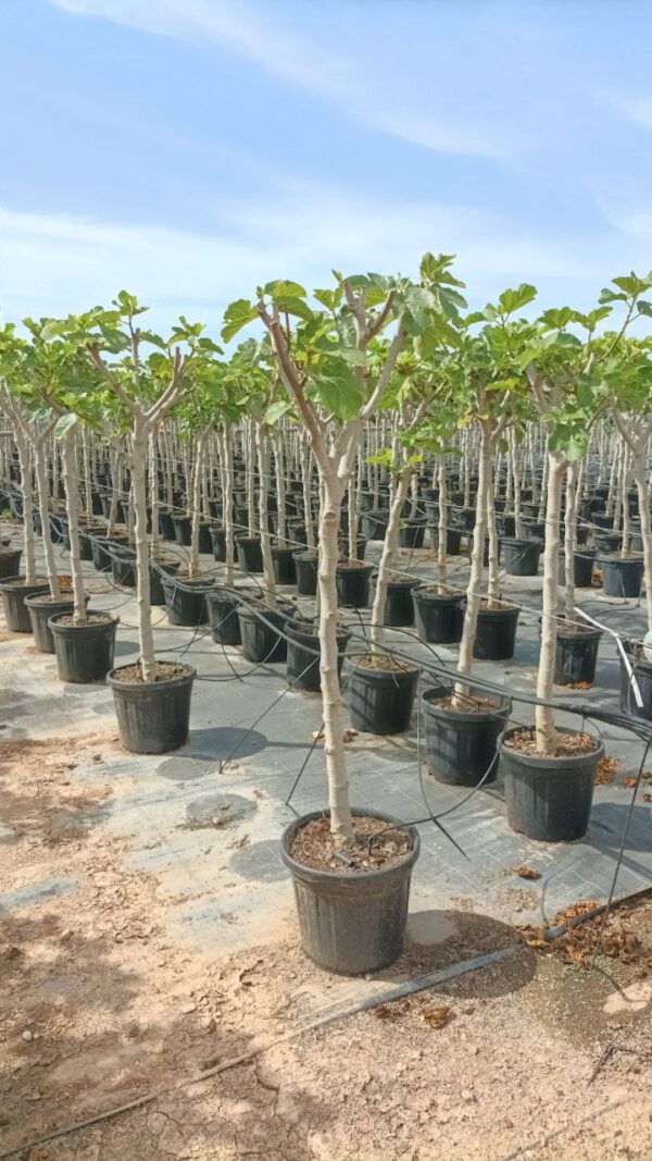 FC14N Ficus carica Black -Napolitaine de 14/16 Ø