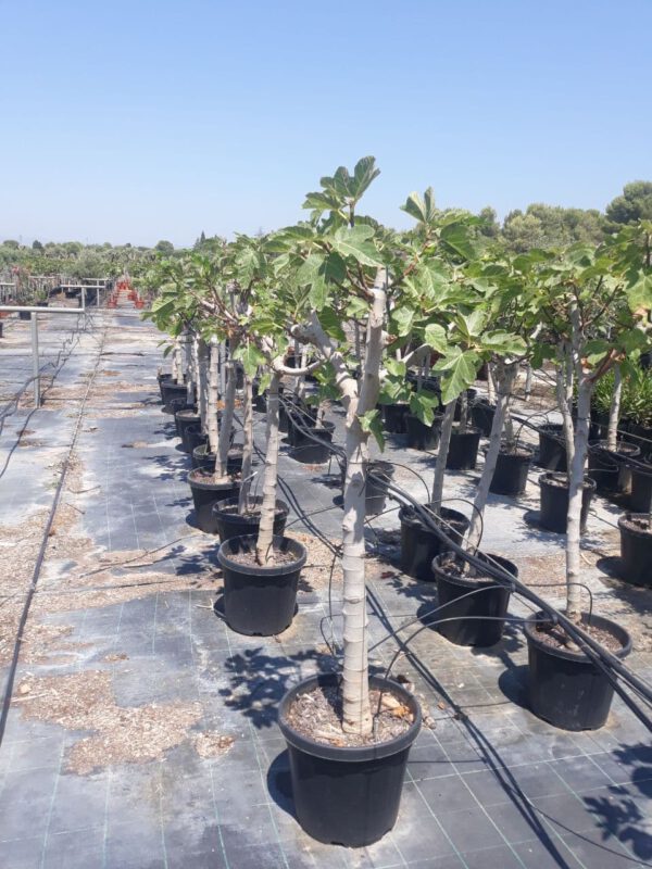 FC16B Ficus carica White -Goutte miel de 16/18 Ø