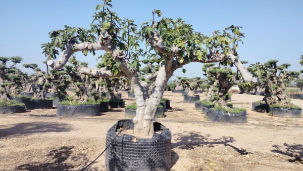 FCR01 Ficus carica Black -Napolitaine de 100/110 Ø