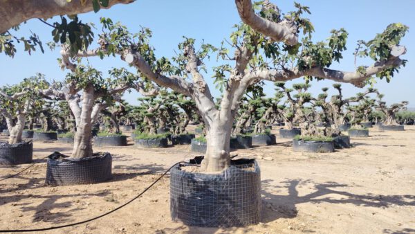 FCR03 Ficus carica Black -Napolitaine de 120/140 Ø