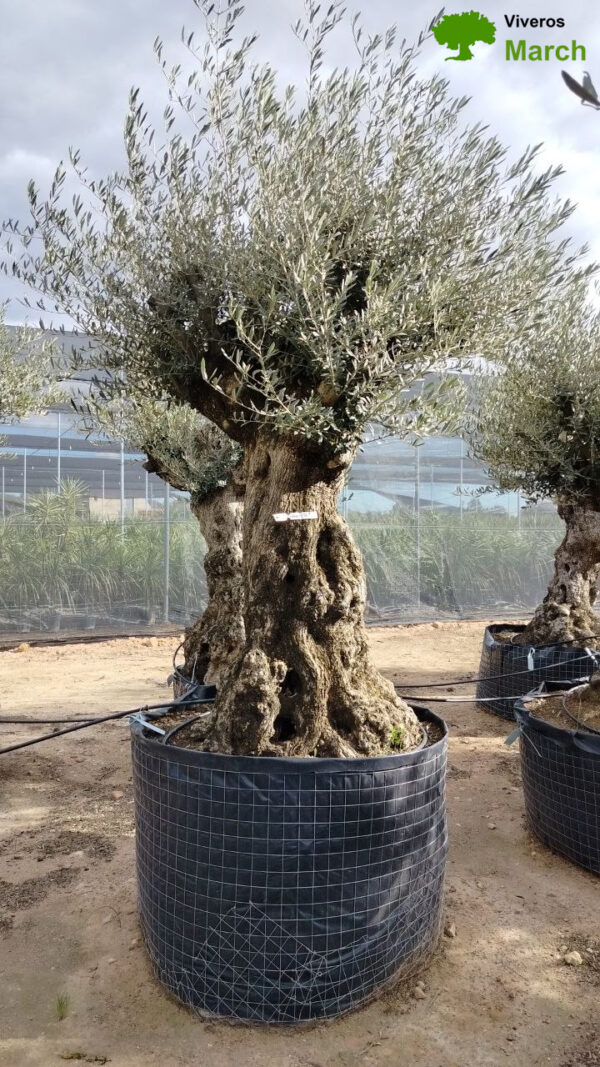 OBMA120 Olea Europaea Bonsai High de 120/140 Ø