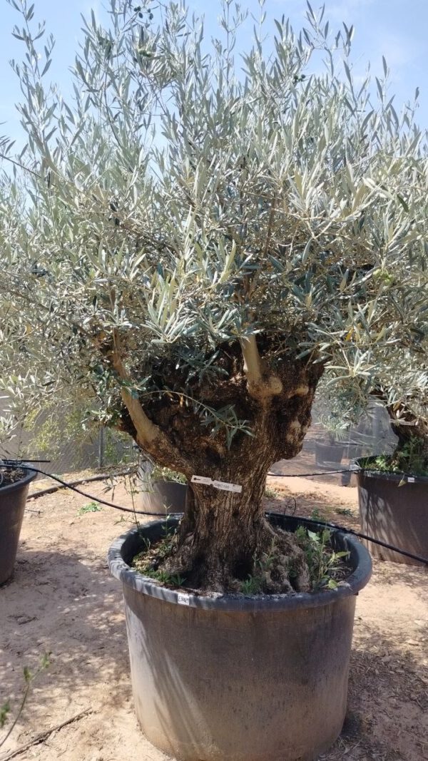 OBC100 Olea Europaea Bonsai de 100/120 Ø