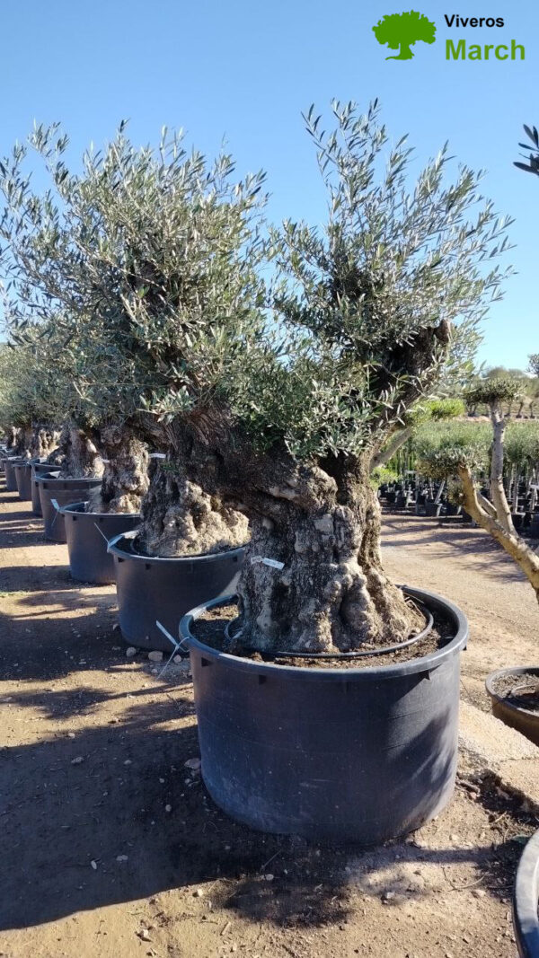 OBC160 Olea Europaea Bonsai de 160/+ Ø