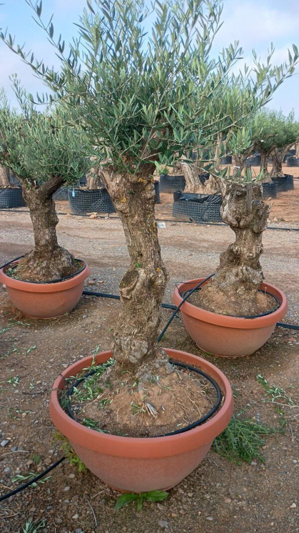 OBT50 Olea Europaea Bonsai de 50/60 Ø