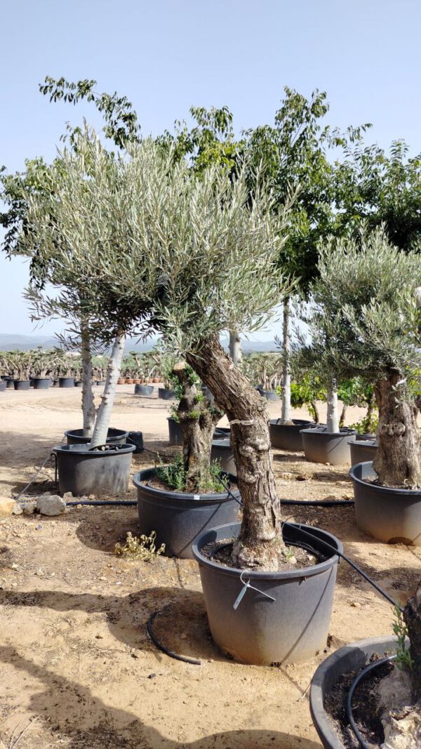 OBC60 Olea Europaea Bonsai de 60/80 Ø