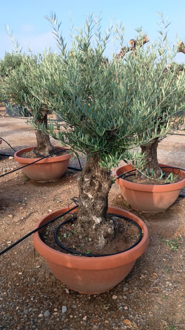 OBT60 Olea Europaea Bonsai de 60/80 Ø