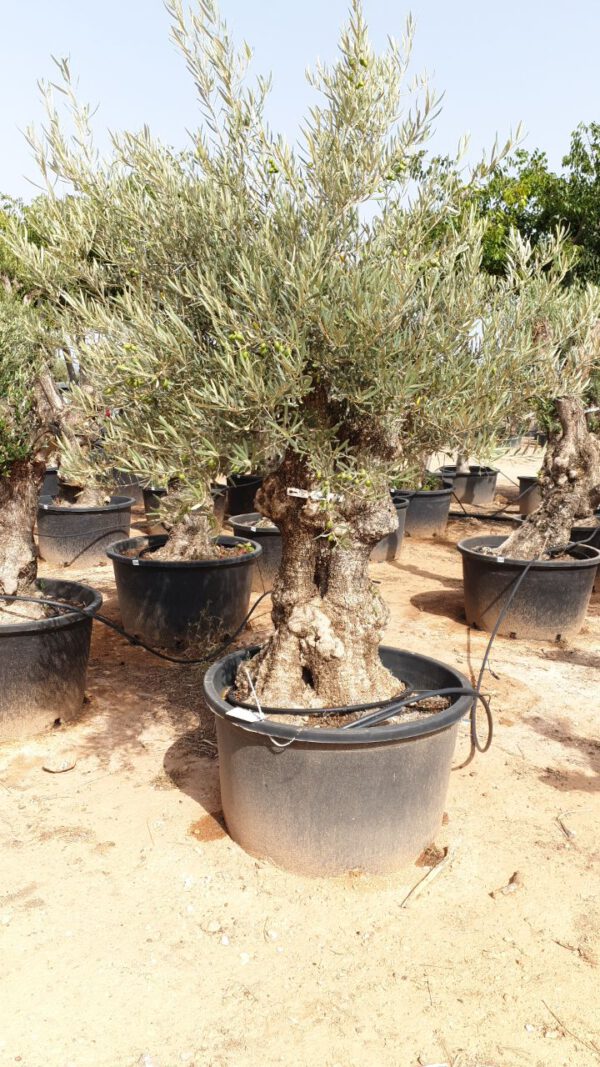 OBC80 Olea Europaea Bonsai de 80/100 Ø