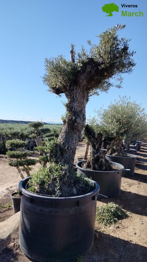 OBCA100 Olea Europaea Bonsai High de 100/120 Ø