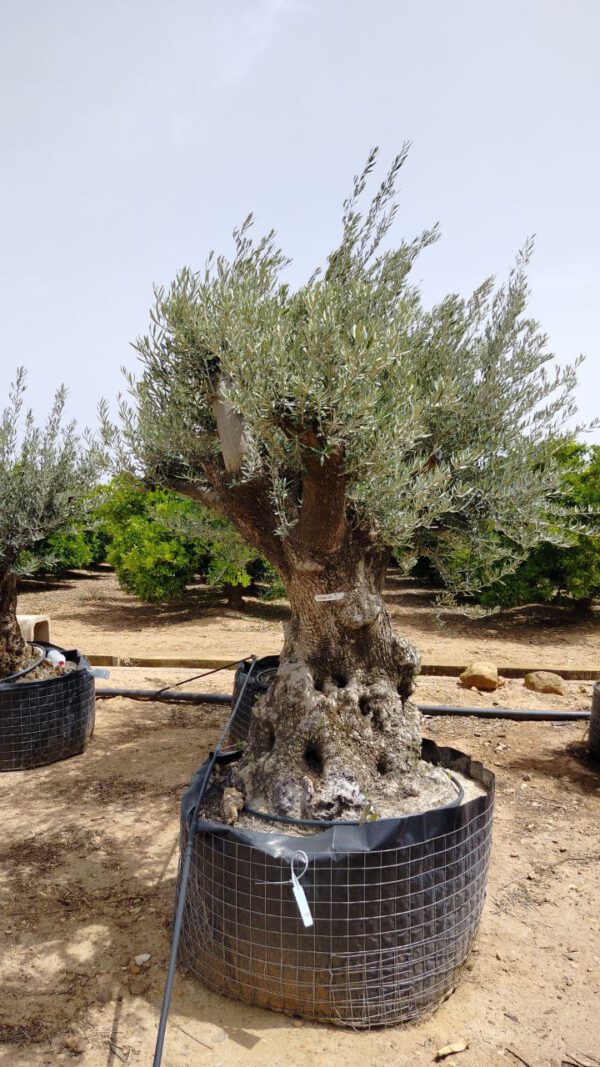 OBM100 Olea Europaea Bonsai de 100/120 Ø