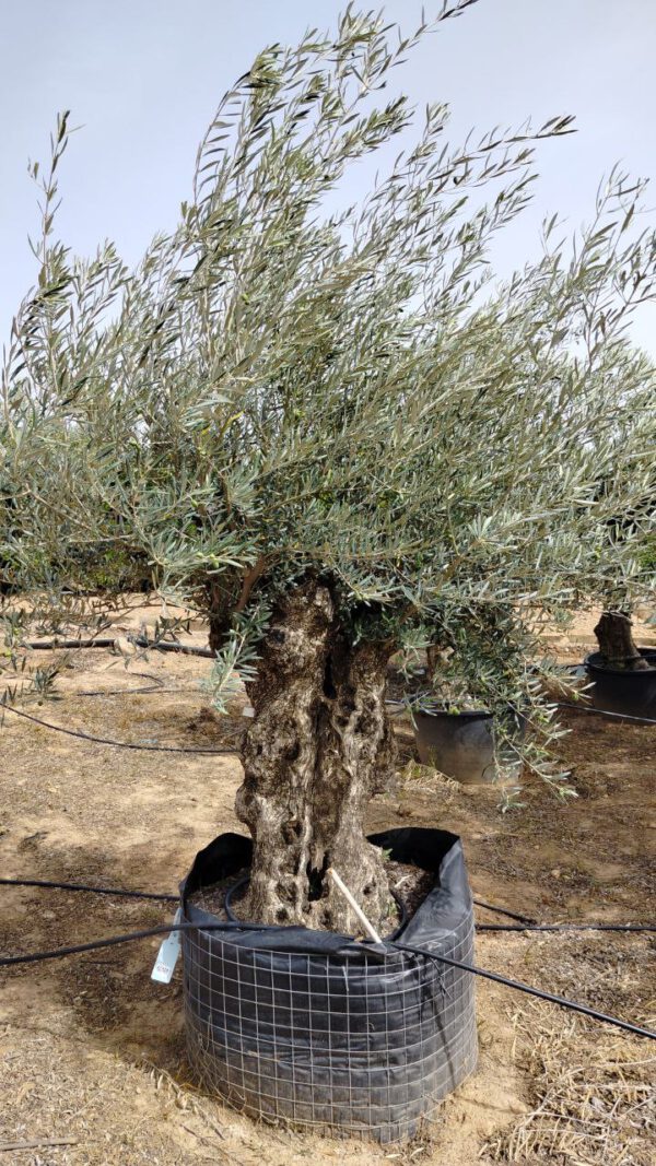 OBM120 Olea Europaea Bonsai de 120/140 Ø