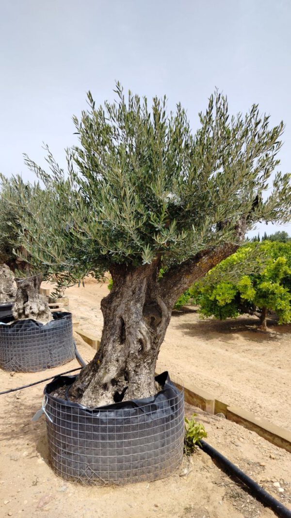 OBM140 Olea Europaea Bonsai de 140/160 Ø