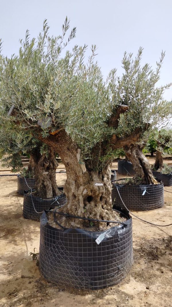 OBM160 Olea Europaea Bonsai de 160/180 Ø