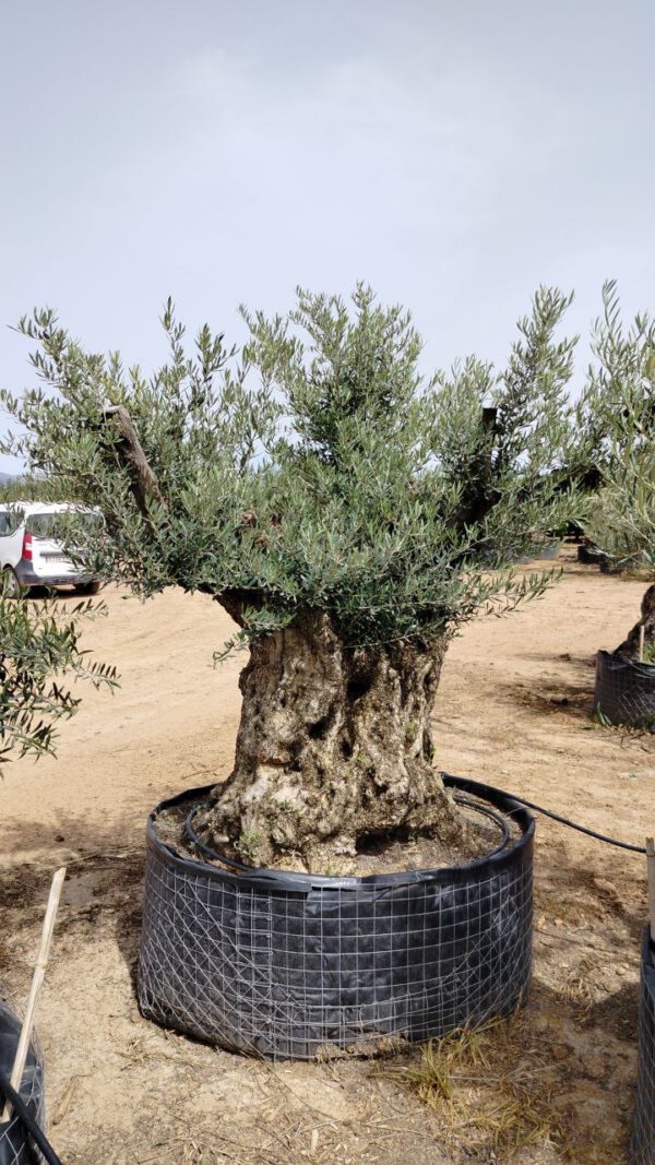 OBM180 Olea Europaea Bonsai de 180/200 Ø