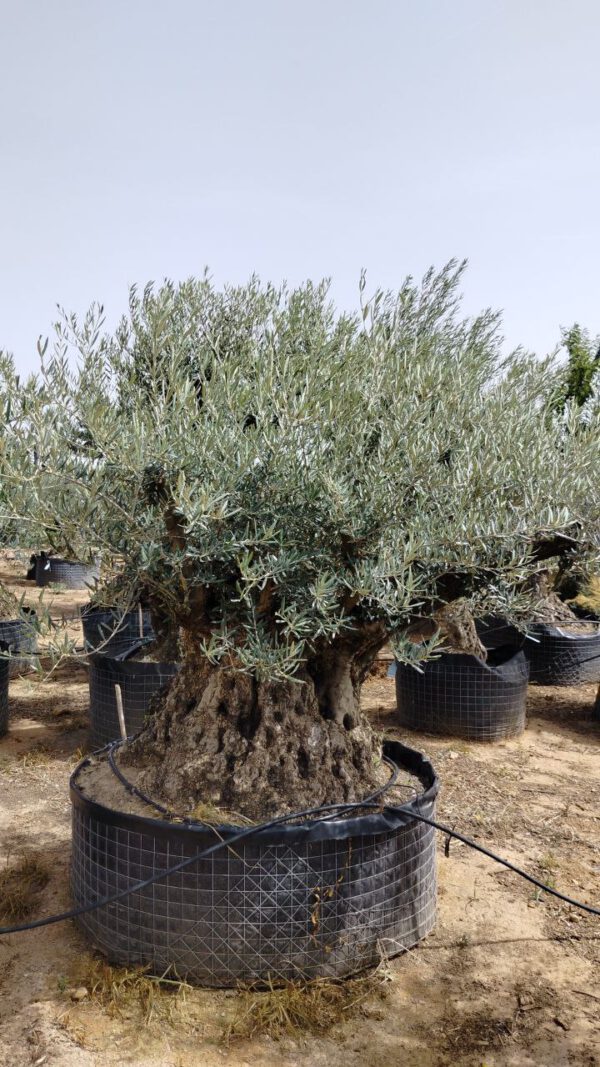 OBM200 Olea Europaea Bonsai de 200/+ Ø