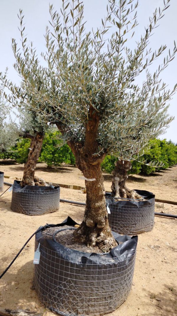 OBM60 Olea Europaea Bonsai de 60/80 Ø