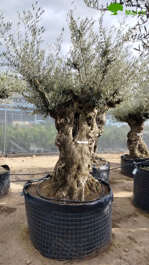 OBMA140 Olea Europaea Bonsai High de 140/160 Ø