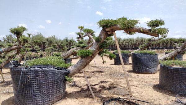 OBP100T Olea Europaea Bonsai pompon Leaning de 100/120 Ø