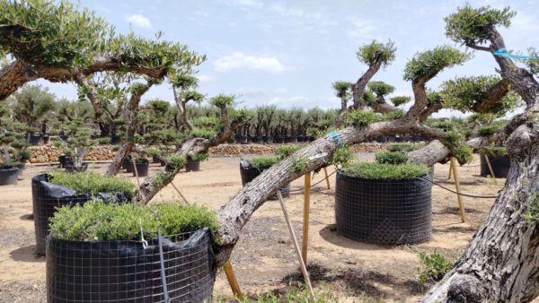 OBP60T Olea Europaea Bonsai pompon Leaning de 60/80 Ø