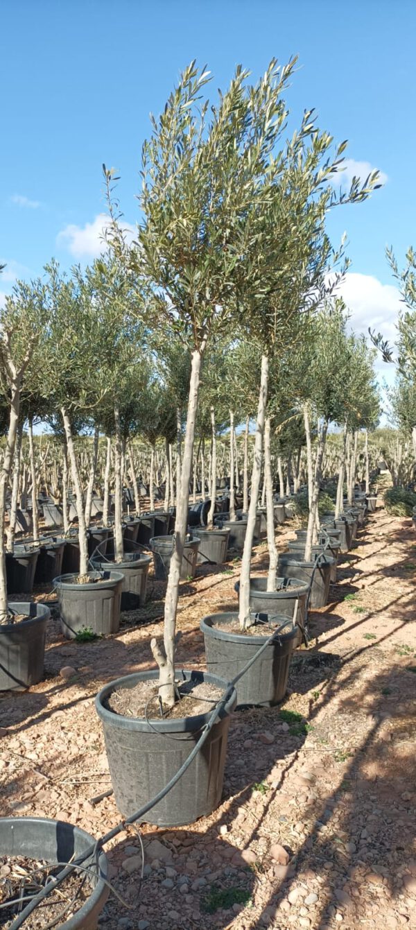 OCA10 Olea Europaea tall top de 10/12 Ø