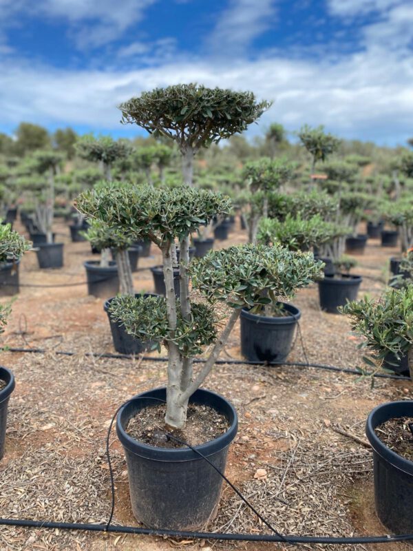 OFP30 Olea Europaea shape pompon de pompon