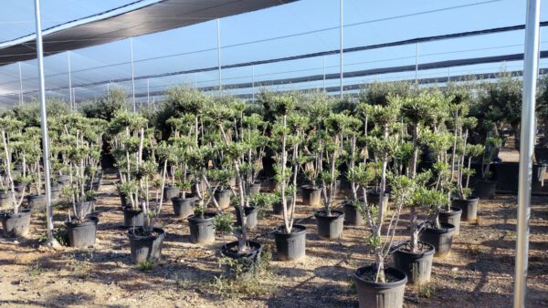 OFF30 Olea Europaea Flower shape de Flower shape