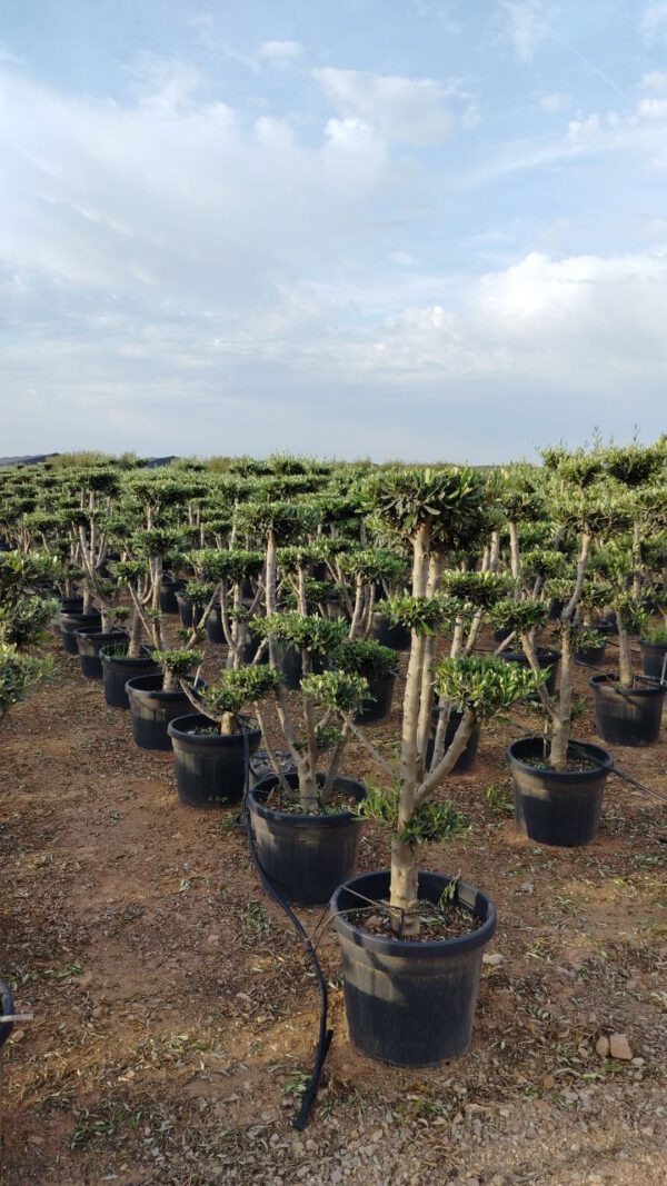 OFP45 Olea Europaea shape pompon de pompon