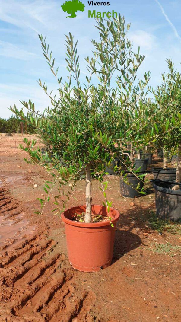 ONB08 Olea Europaea 1/4 trunk de 8/10 Ø