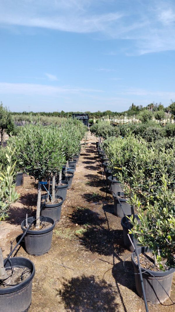 ONB12 Olea Europaea 1/4 trunk de 12/14 Ø